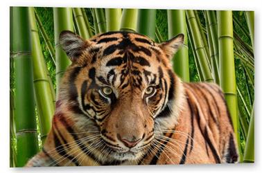 Obraz na plátně tištěný Tygr Art
