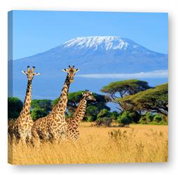 Obraz na plátně tištěný Žirafy na pozadí Kilimandžára Art